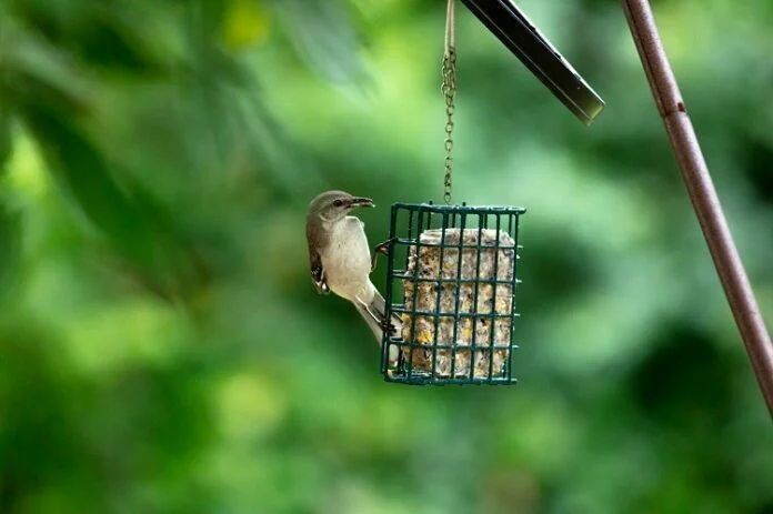 Attracting Cheerful Backyard Songbirds